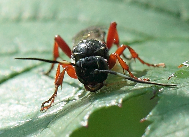 Coelinchneumon bilineatus?